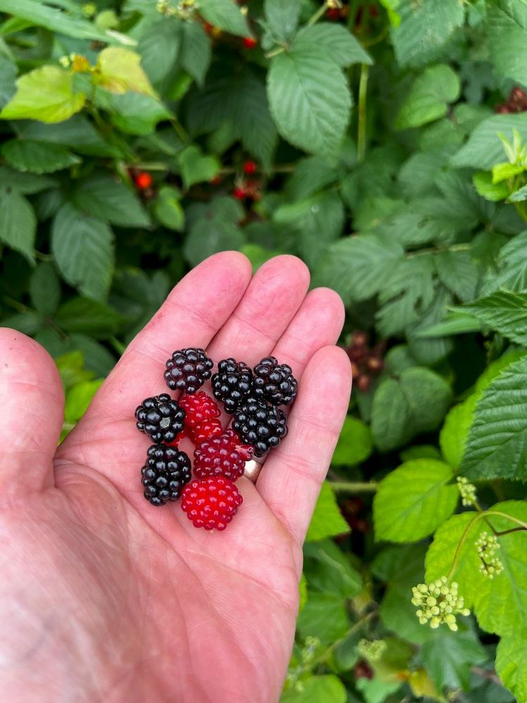 Wild Rasberries