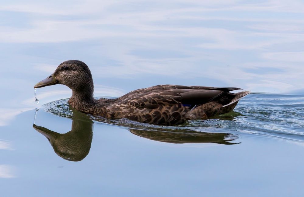 mallard