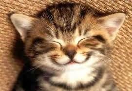 Happy Cat