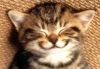 Happy Cat