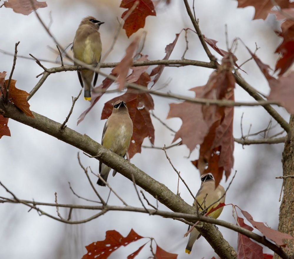 Ceder Waxwing