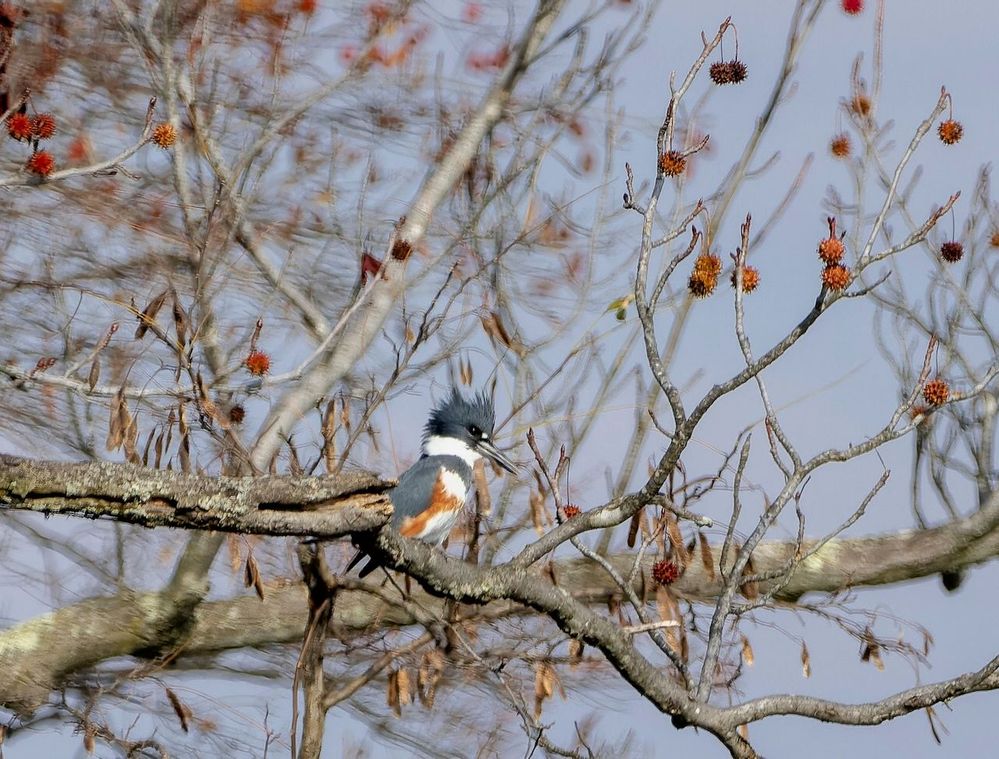 Belted Kingfisher