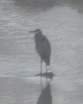 Blue Heron