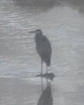 Blue Heron