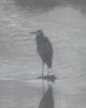 Blue Heron