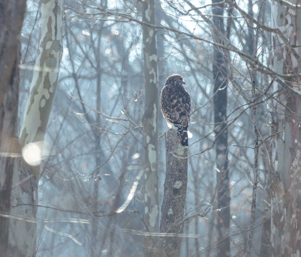 Red Shoulder Hawk