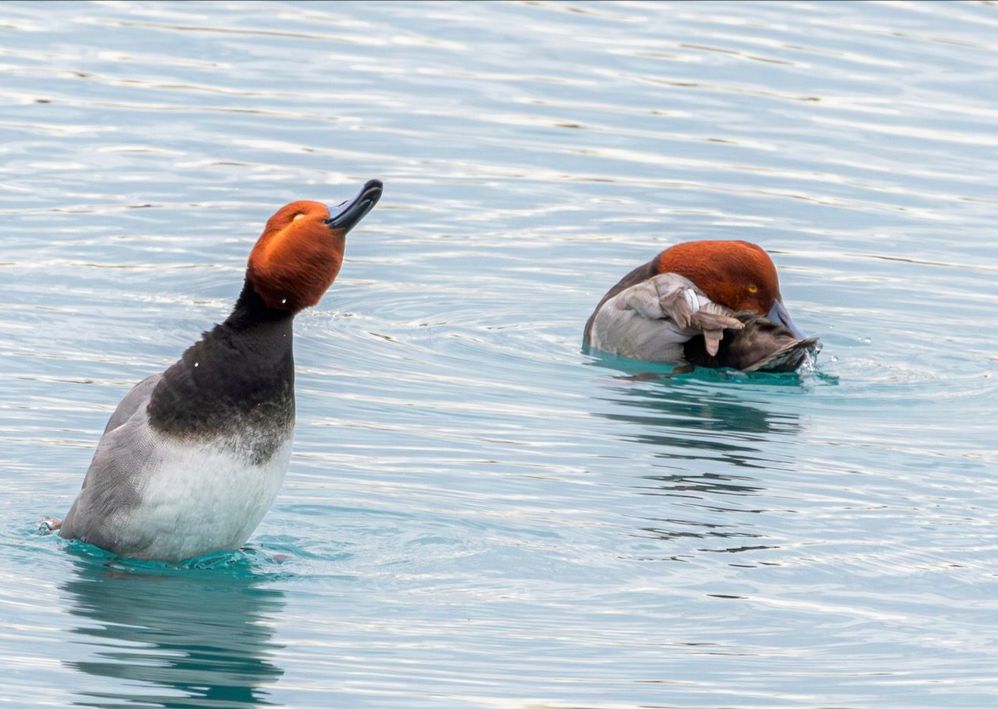 Redhead Ducks.