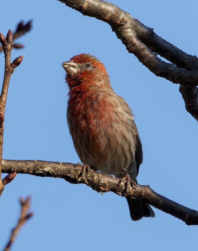 House Finch -- so red