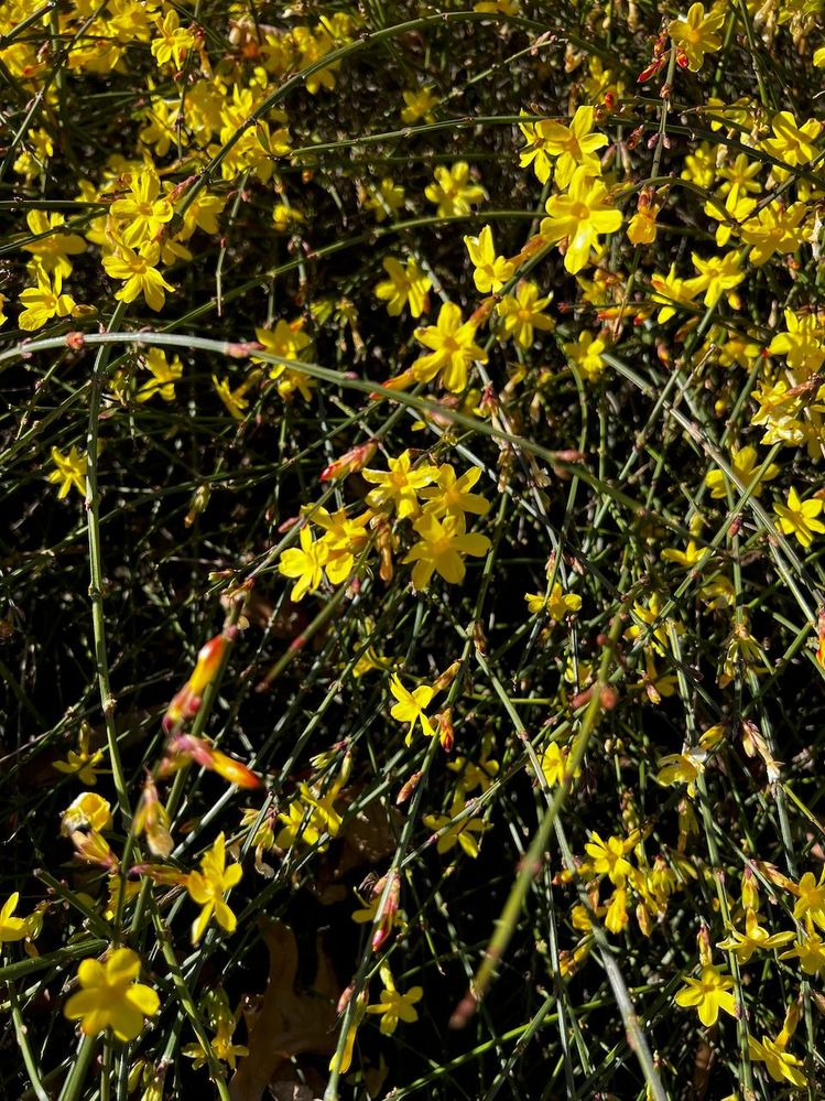 Winter Jasmine