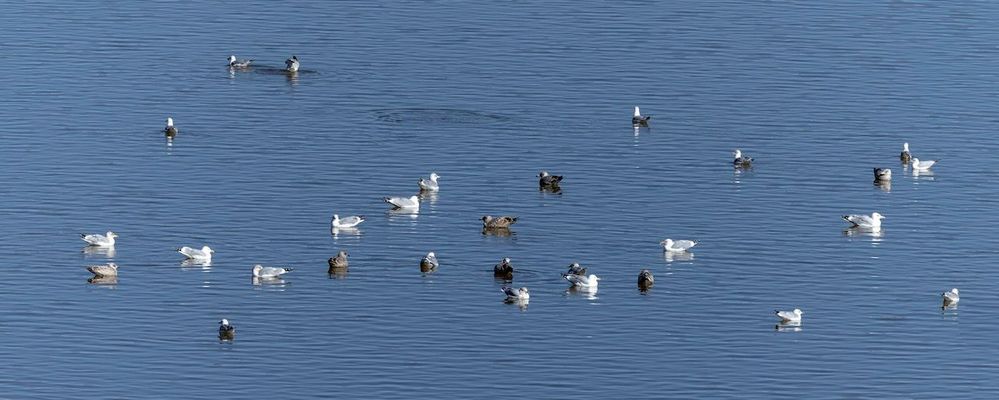 29 Gulls