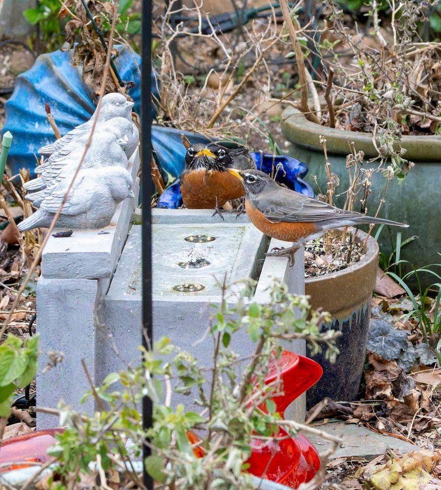 Robin stare-off at the birdbath