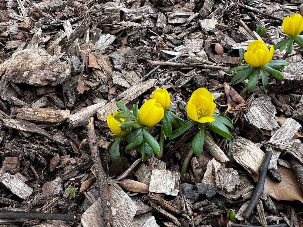 Winter aconite - aka Choirboys, Winter wolf's bane, Winter hellebore