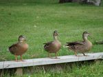 Ducks 2.JPG