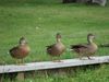 Ducks 2.JPG