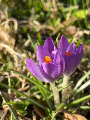 Crocus