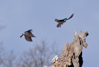 Tree Swallows