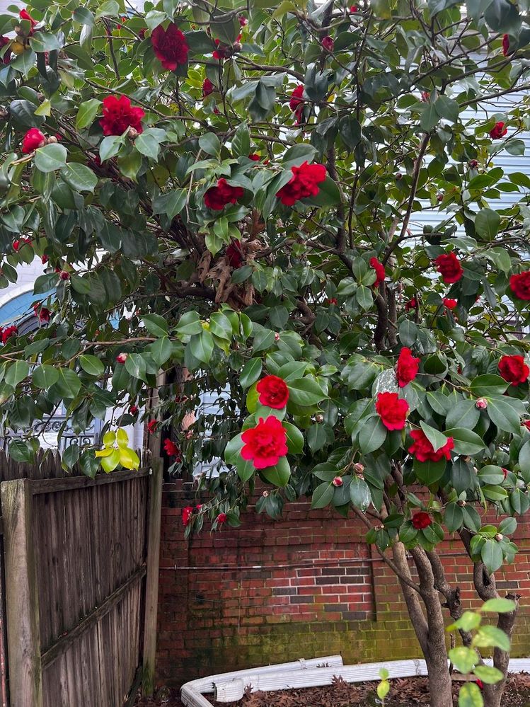 Camellia bush/tree