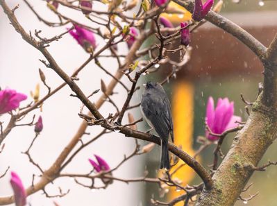 backyard junco in the magnolia