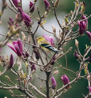Goldfinch in the magnolia