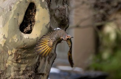 Northern Flicker exiting a potential nest