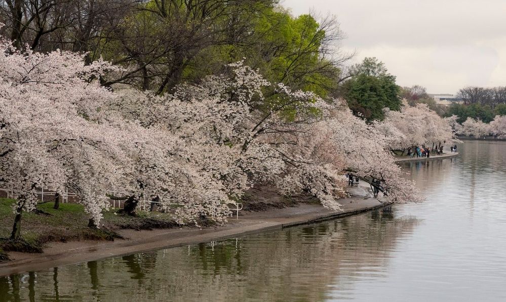 cherry blossoms