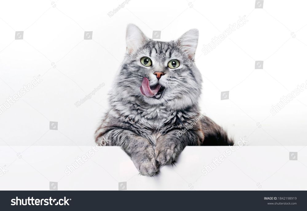 stock-photo-funny-large-longhair-gray-kitten-with-beautiful-big-green-eyes-lying-on-white-table-lovely-fluffy-1842198919