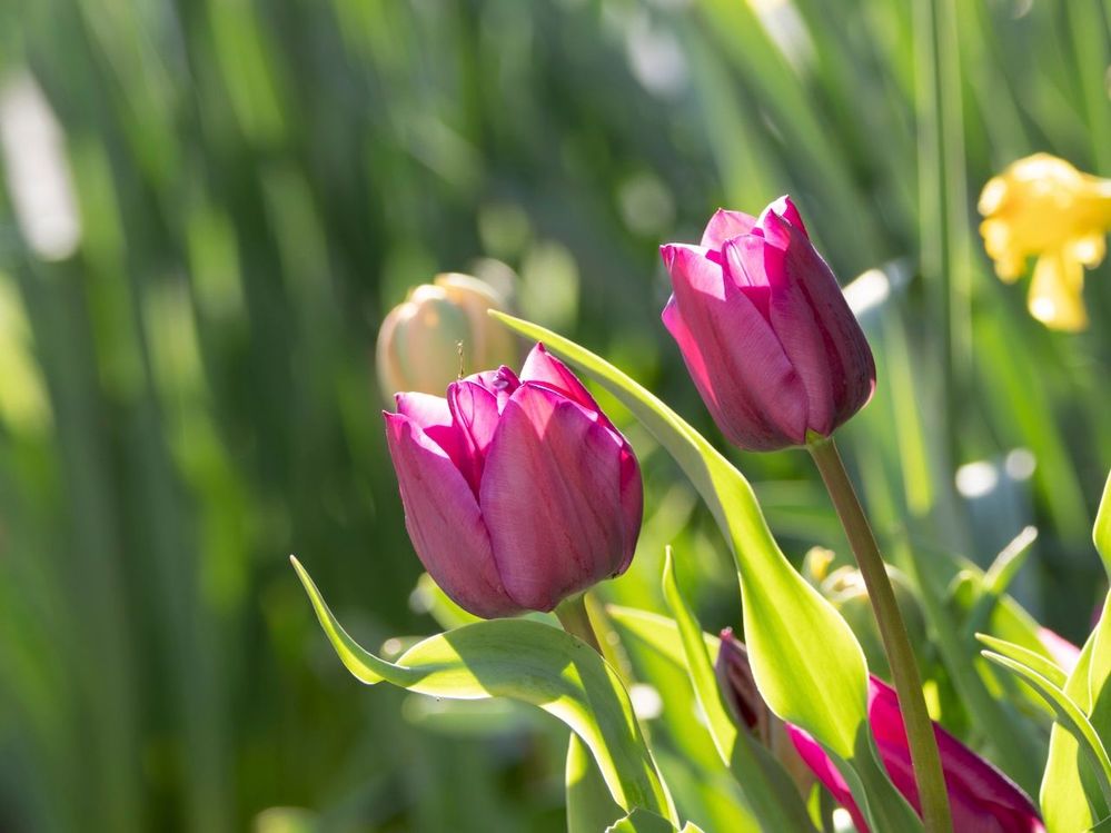 Spring=tulips