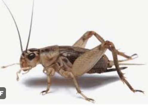 Cricket.png