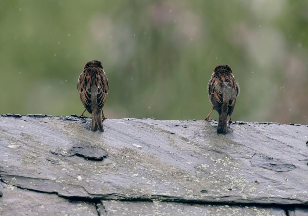 Watching the rain.