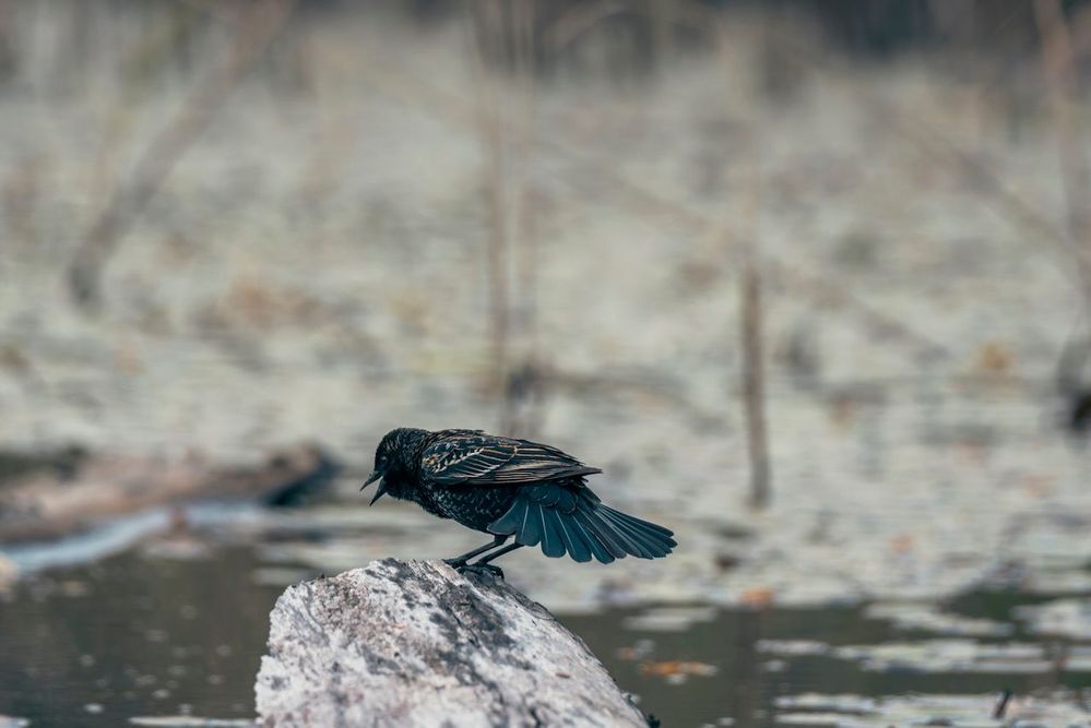 Red Wing blackbird