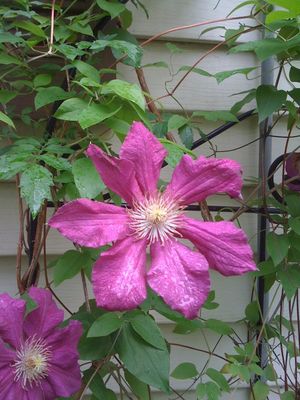 Purple Clematis