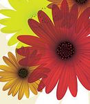 colorful_daisy_flowers_cropped_opt.jpg