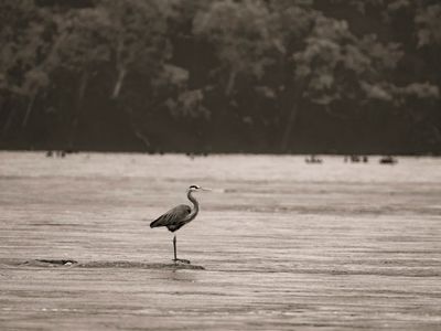 Great Blue Heron