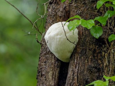 Lion's Main Mushroom