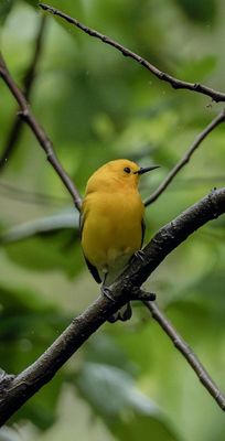 Prothonotary Warbler