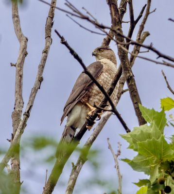 Cooper's hawk