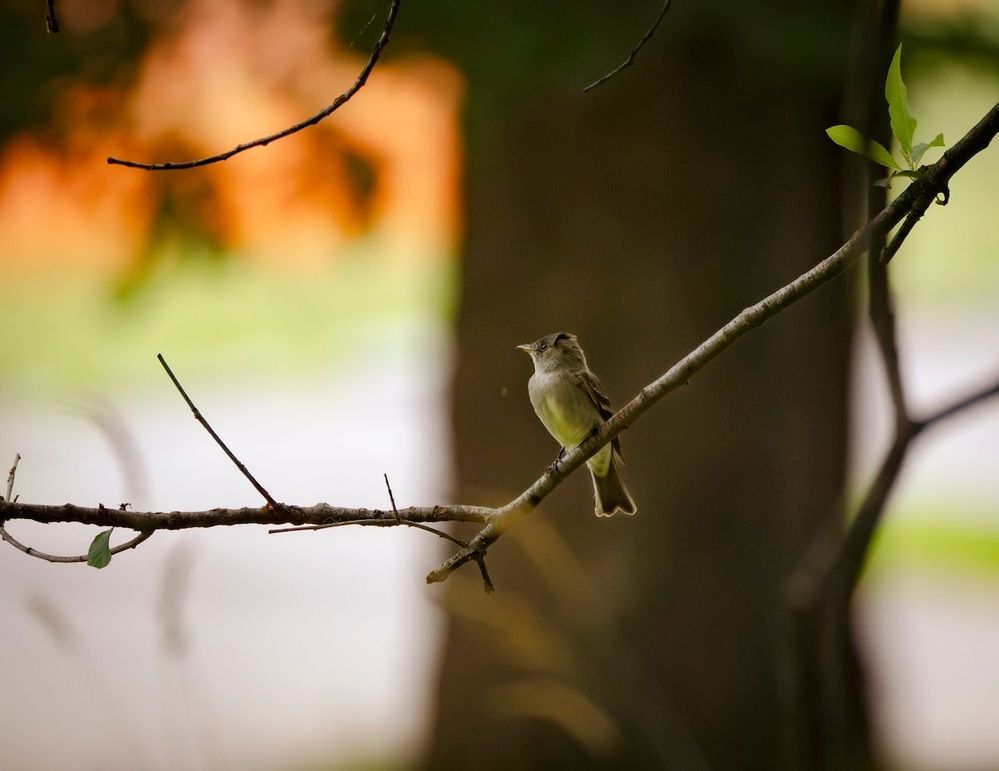 Eastern Wood Pewee