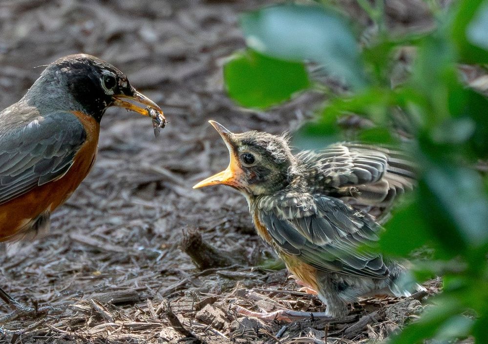 breakfast American Robin