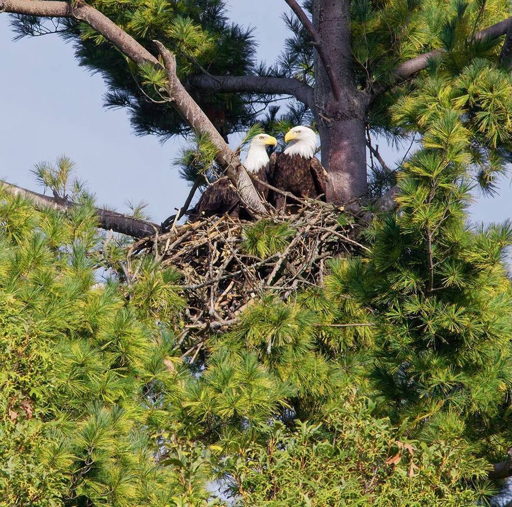 Mom and Dad, Celebrating??  lol..  Their names are Angel and Gabriel. Our neighbors are so awesome.  They allow us to stop by and watch and film this amazing story.