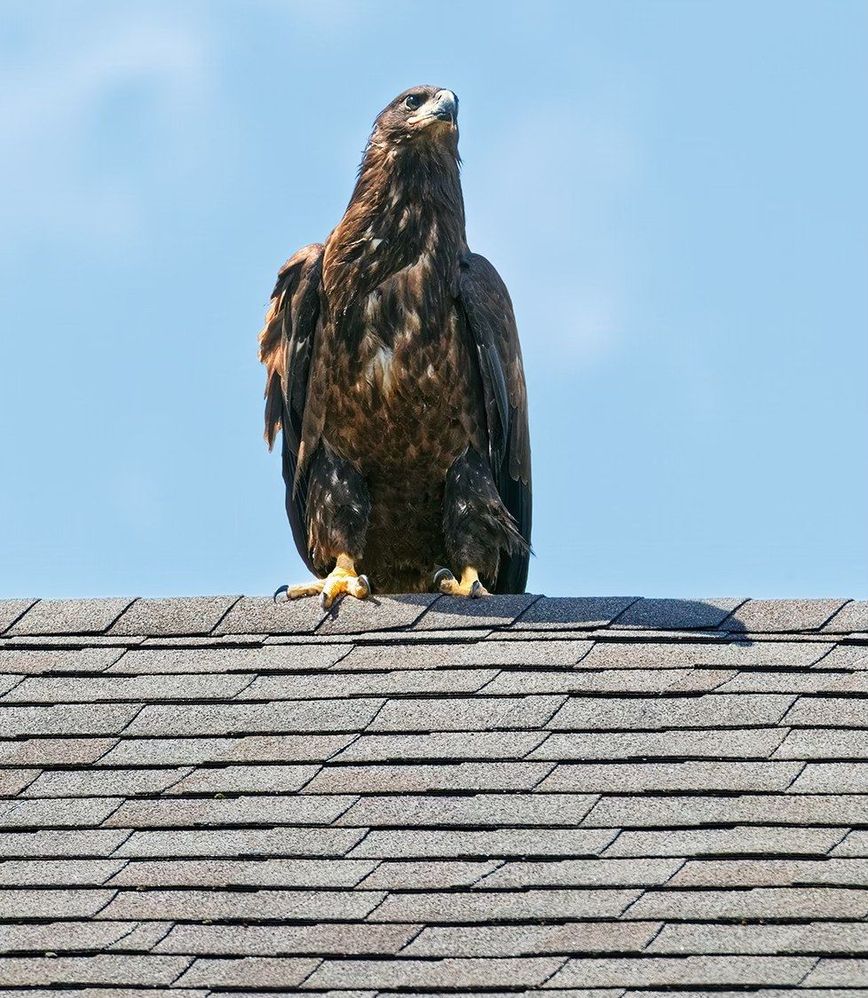 Miracle landed on our next door neighbors roof last week.