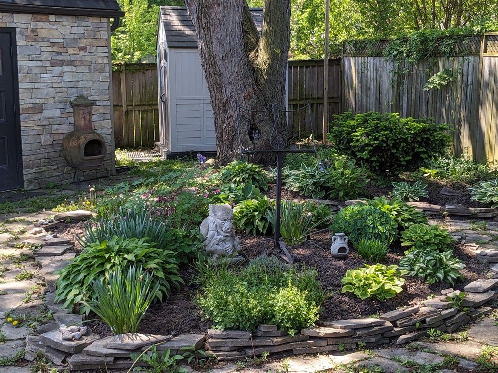 back yard 2024.jpg