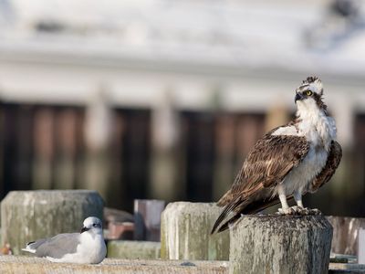 Laughing Gull and Osprey