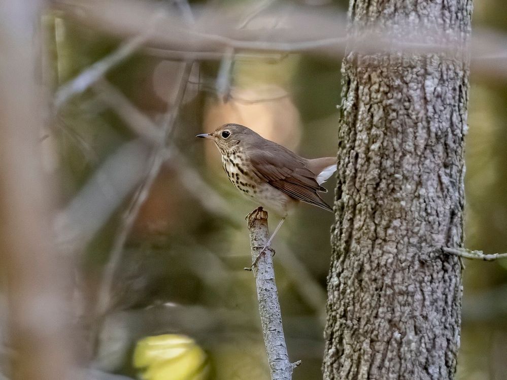 Hermit Thrush