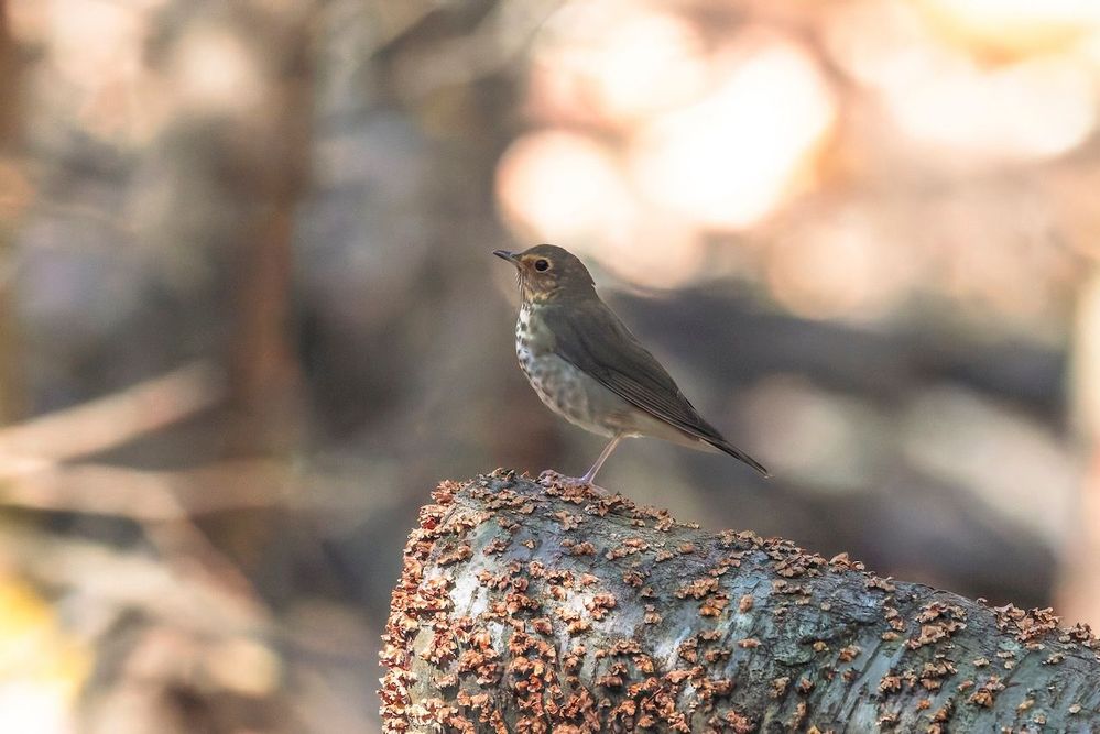 swainson's thrush
