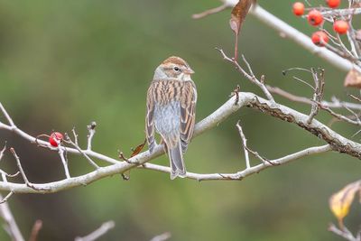 Chipping Sparrow