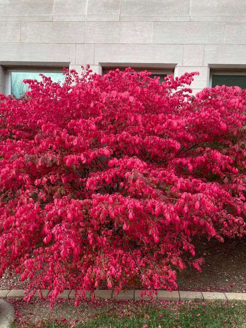 Burning Bush.jpeg