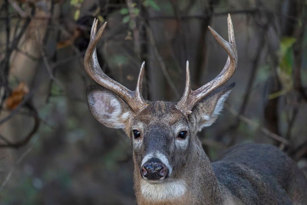 Whitetale deer