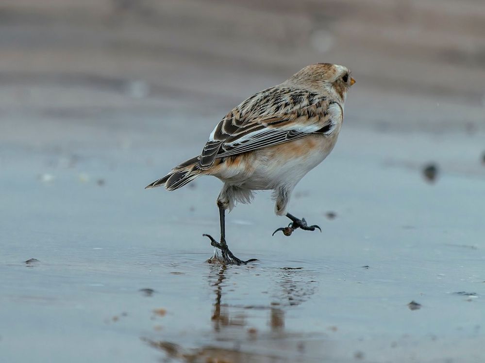 Snow Bunting