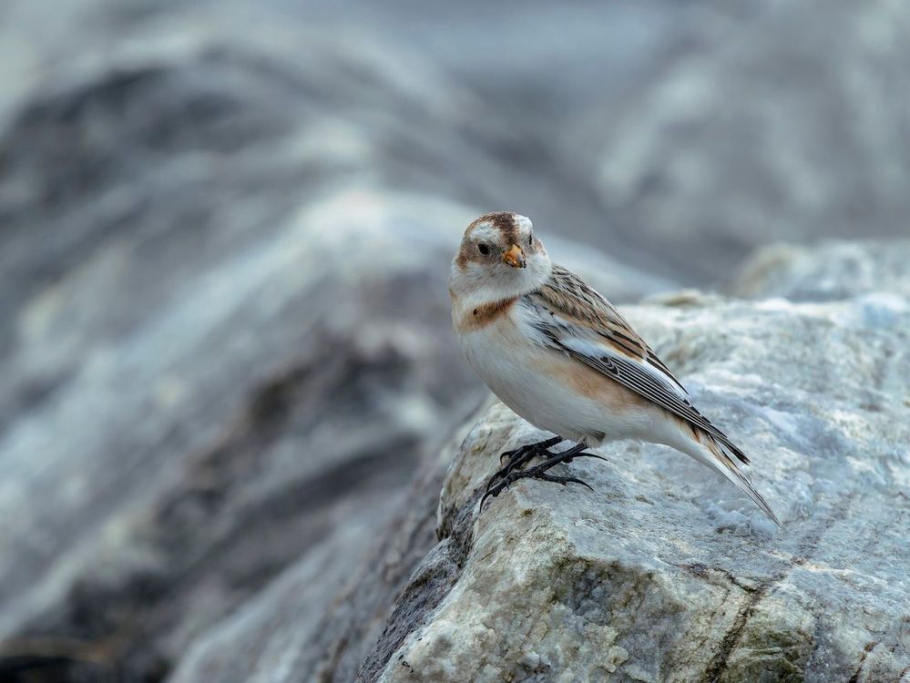 Snow Bunting
