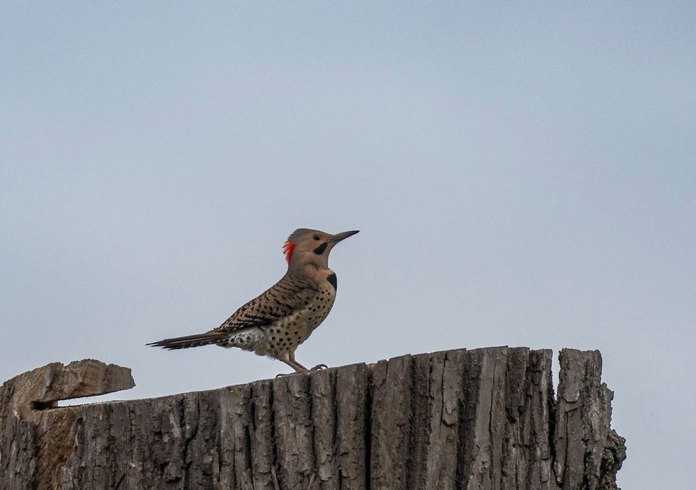Northern Flicker